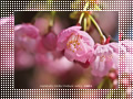 「彼岸桜02」の壁紙ダウンロード | Go to the download page of Cherry Blossom