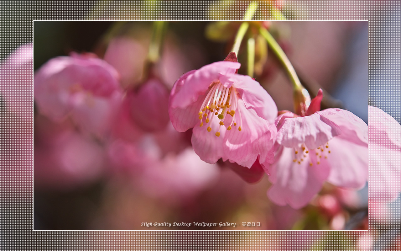 ヒガンザクラの壁紙／Wallpaper of Cherry Blossoms (1280×800)