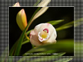 「ラン」の壁紙ダウンロード | Go to the download page of Orchid