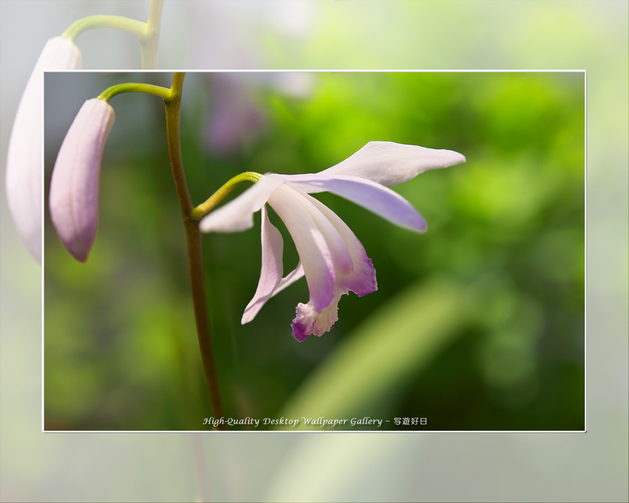 クチベニシラン（口紅紫蘭）の壁紙／Wallpaper of Chinese Ground Orchid (1280×1024)