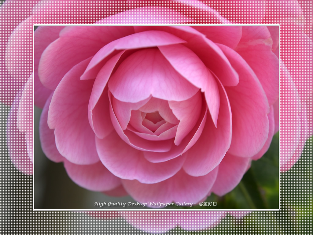 乙女椿の壁紙／Wallpaper of Camellia(1024×768)