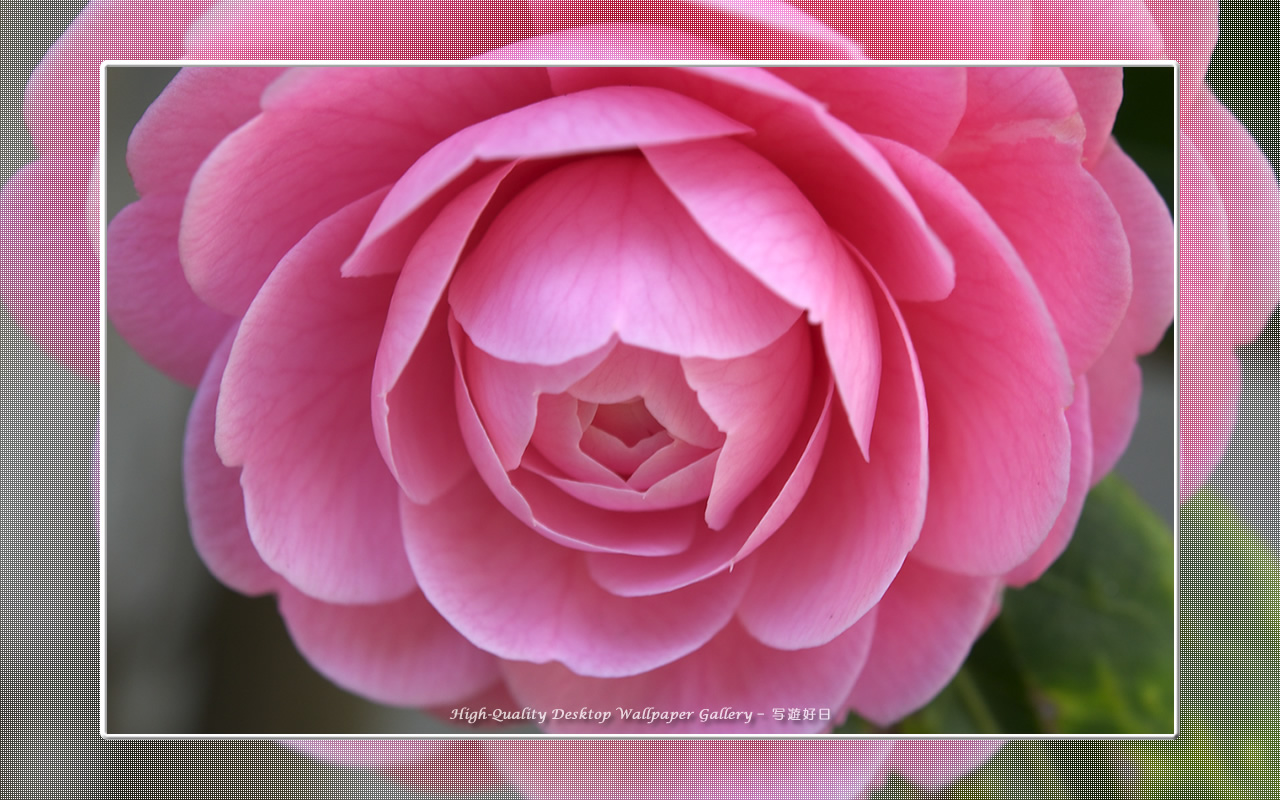 乙女椿の壁紙／Wallpaper of Camellia(1280×800)