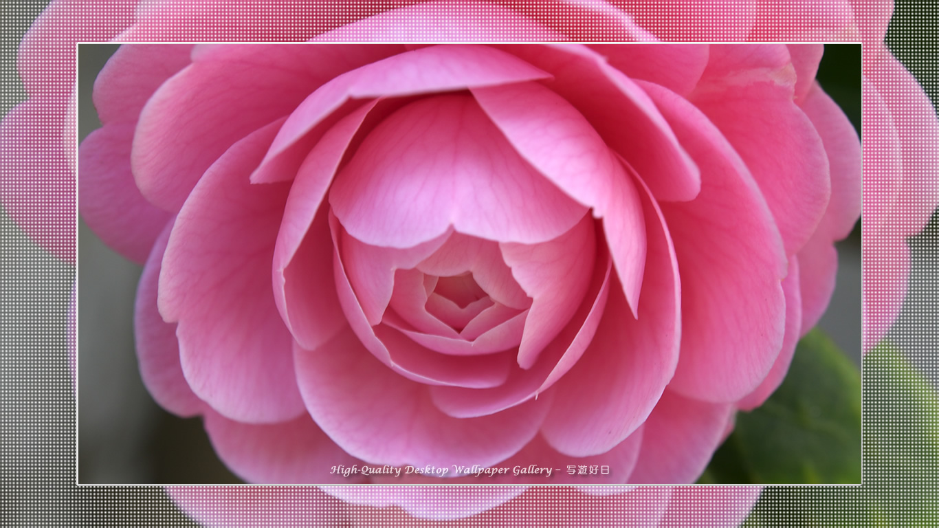 乙女椿の壁紙／Wallpaper of Camellia(1366×768)