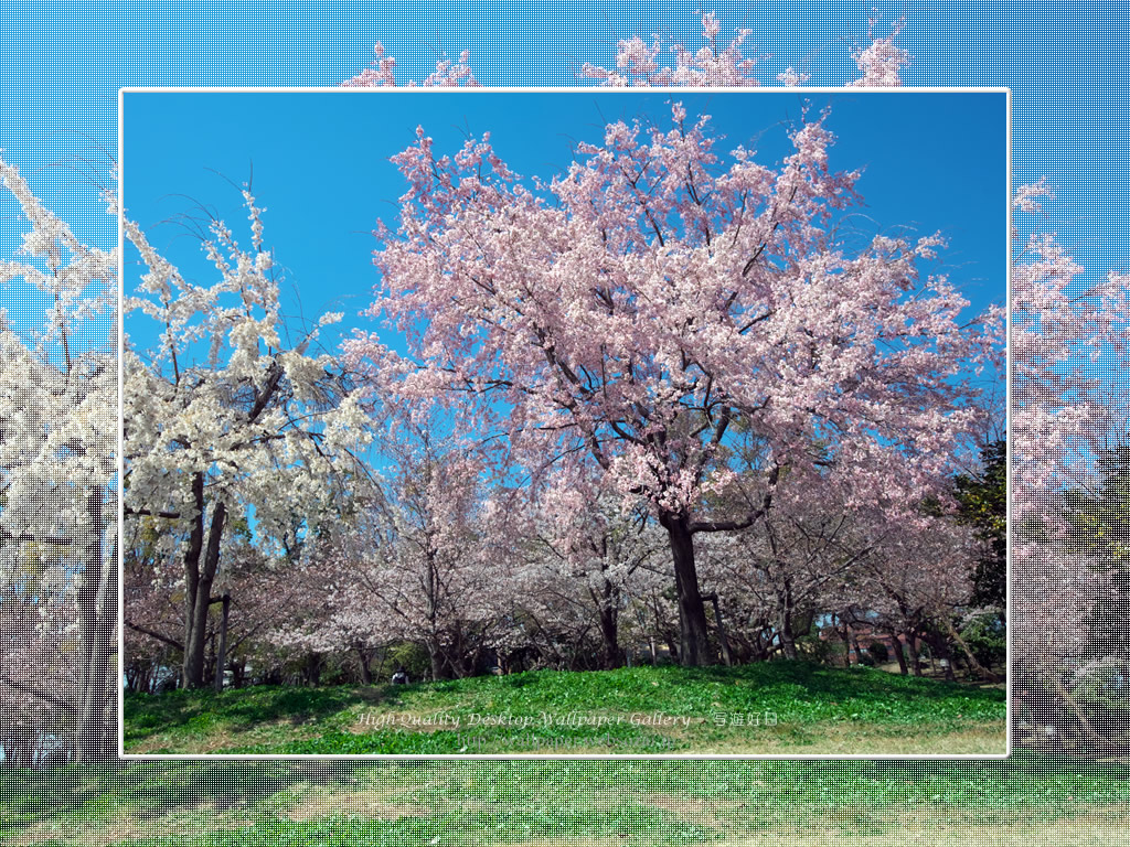 桜の壁紙／Wallpaper of Cherry Blossoms(1024×768)