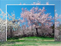 「桜」の壁紙ダウンロード | Go to the download page of 