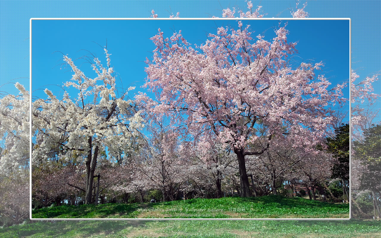 桜の壁紙／Wallpaper of Cherry Blossoms(1280×800)