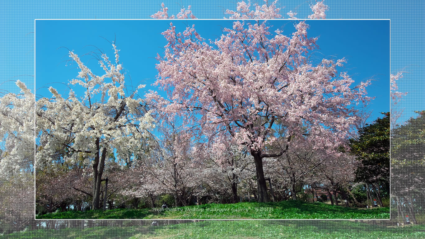 桜の壁紙／Wallpaper of Cherry Blossoms(1366×768)