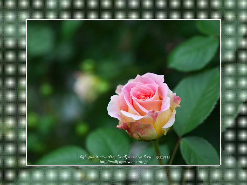 バラの壁紙／Wallpaper of Rose(1024×768)