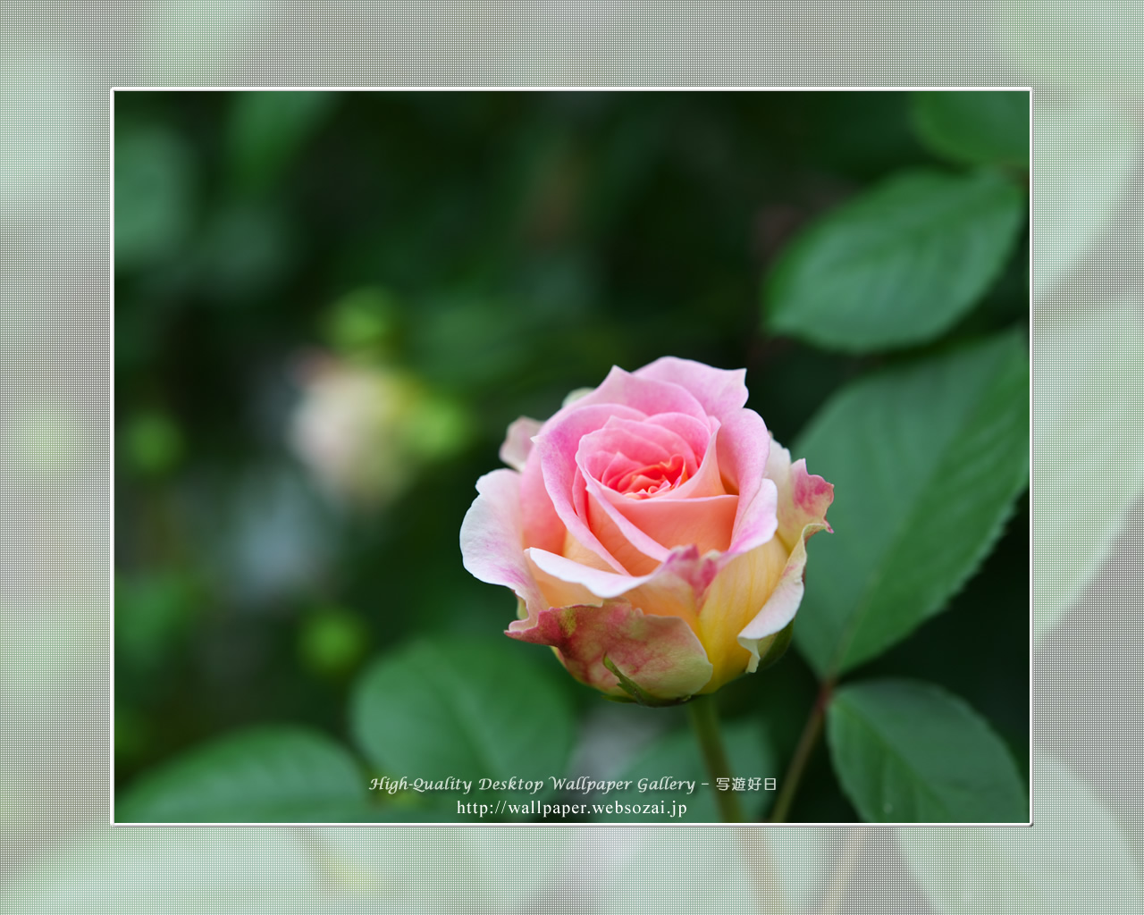 バラの壁紙／Wallpaper of Rose(1280×1024)