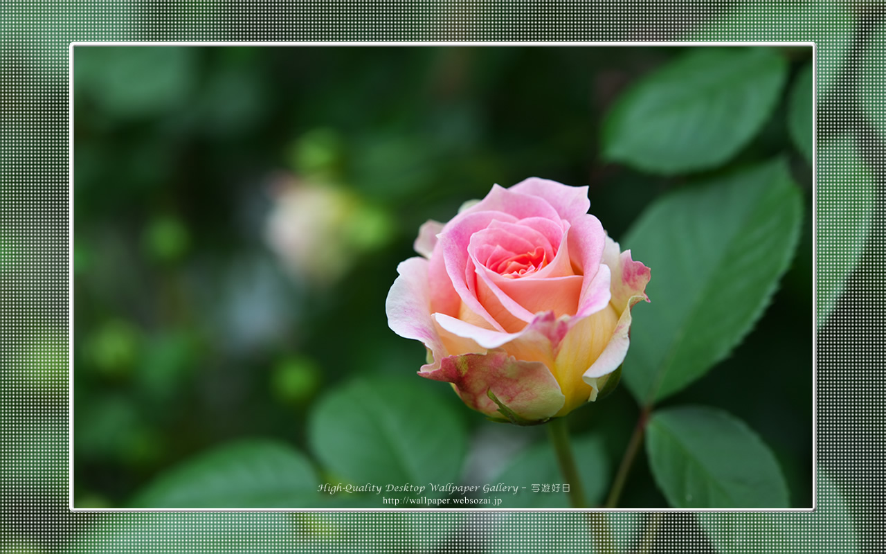 バラの壁紙／Wallpaper of Rose(1280×800)