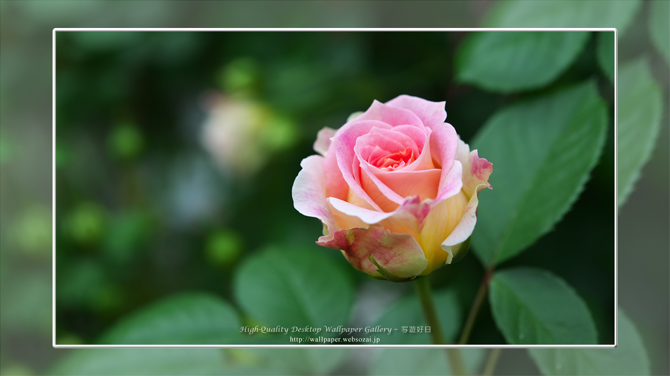 バラの壁紙／Wallpaper of Rose(1366×768)