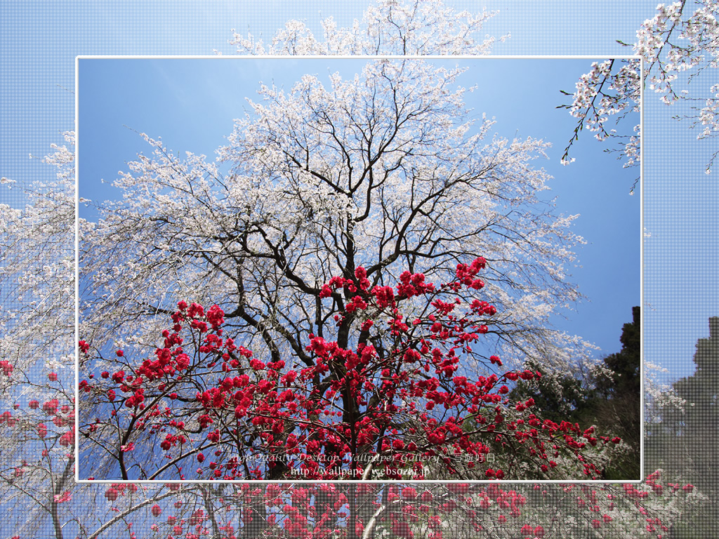 桜の壁紙(1024×768)