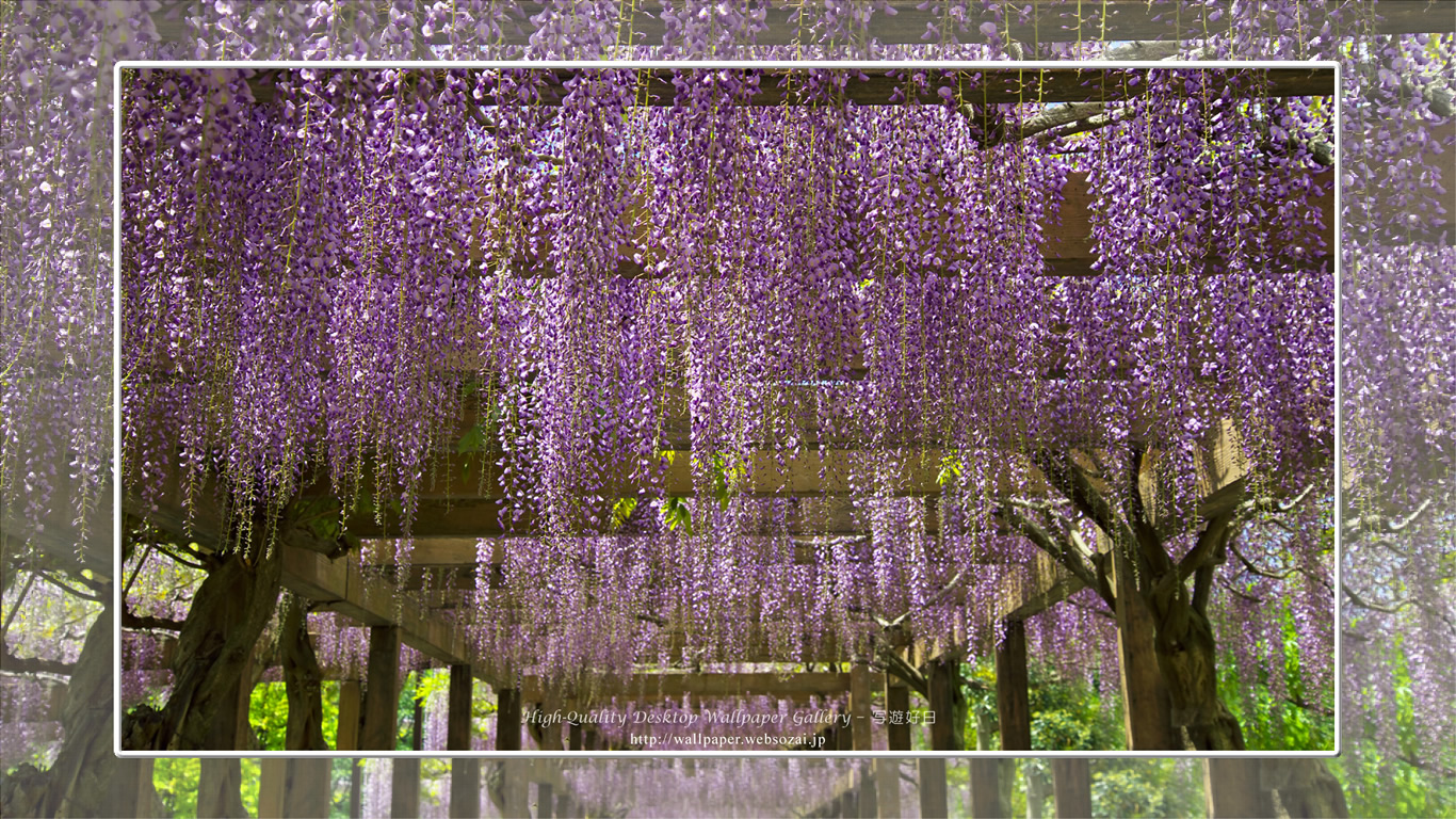 フジの花の壁紙(1366×768)