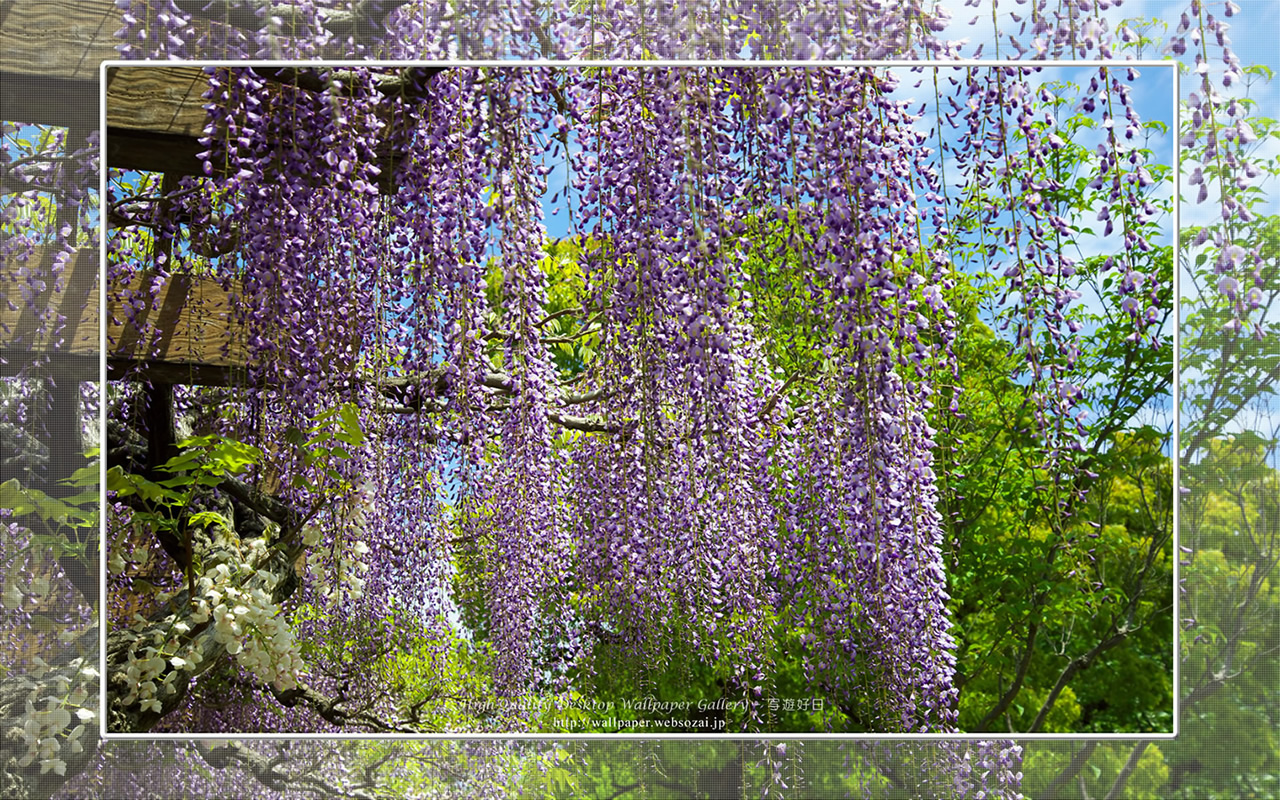 フジの花の壁紙(1280×800)