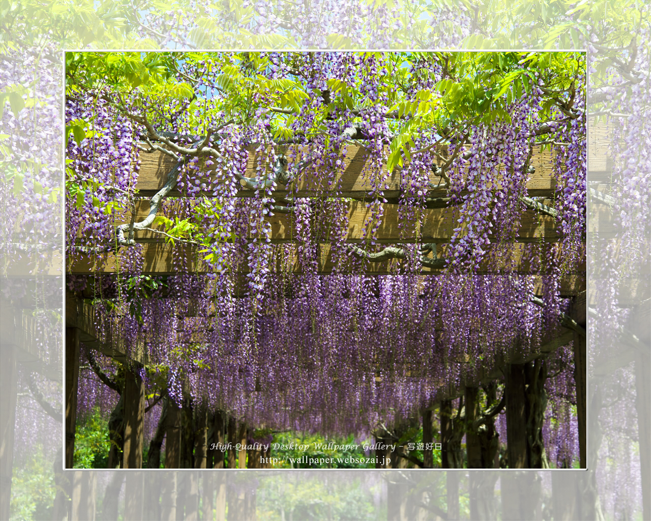 フジの花の壁紙(1280×1024)