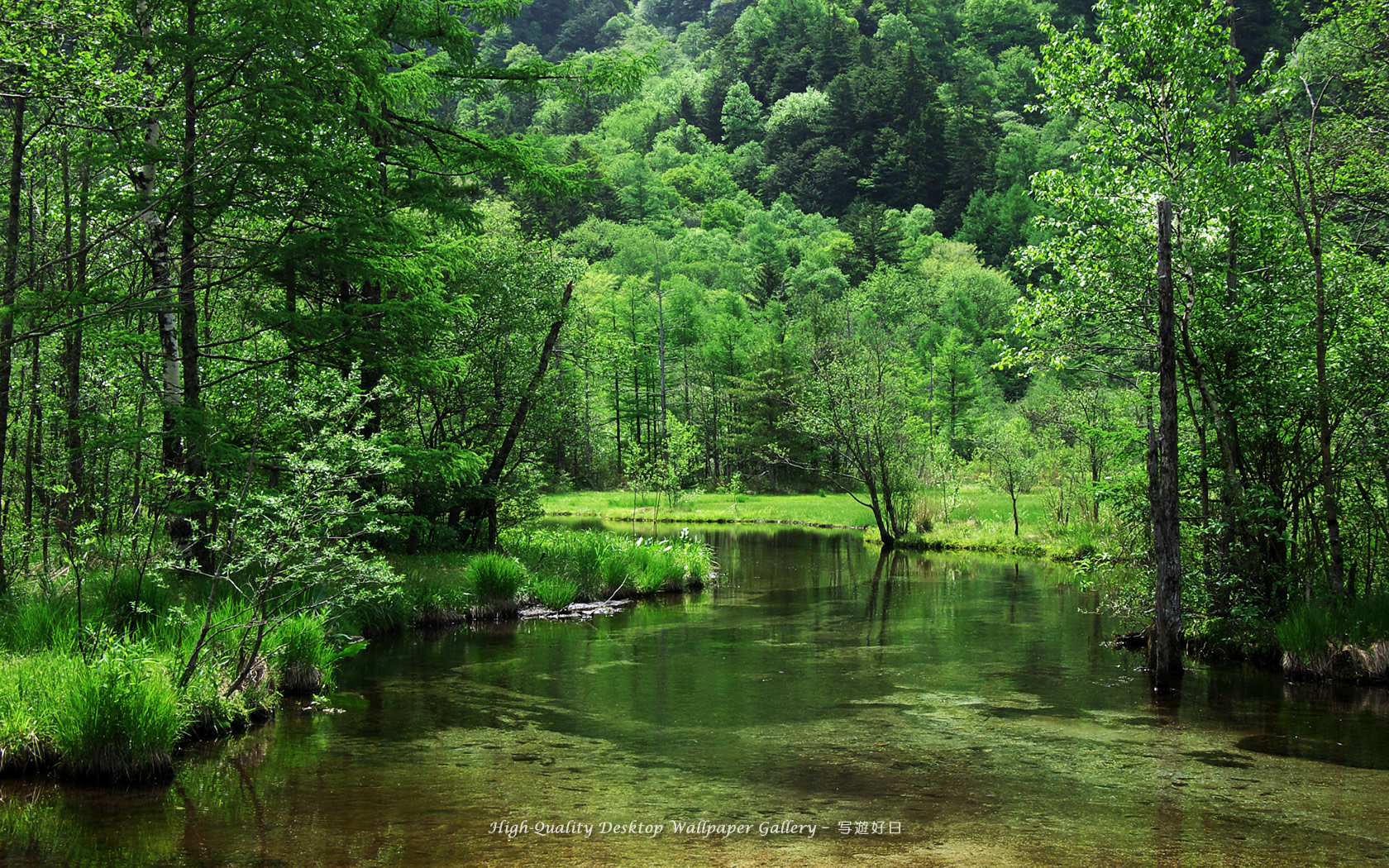 新緑の田代池の高画質・高解像度壁紙／Wallpaper of Kamikochi (1680×1050)