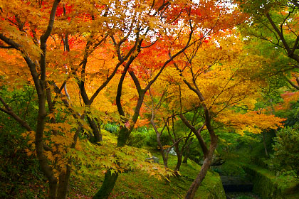 京都の紅葉風景 高画質デスクトップ壁紙館 High Quality Desktop Wallpaper Gallery