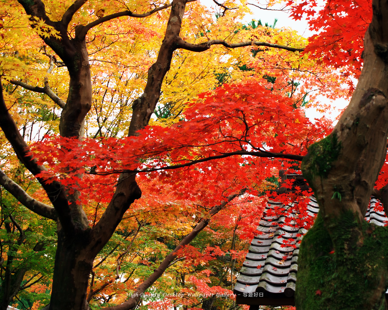 京都の紅葉の壁紙／Wallpaper of Autumn Color in Kyoto (1280×1024)