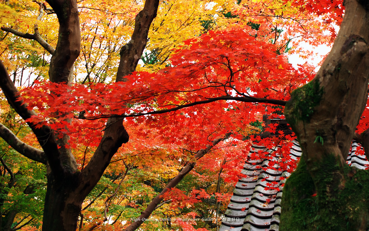 京都の紅葉の壁紙／Wallpaper of Autumn Color in Kyoto (1280×800)