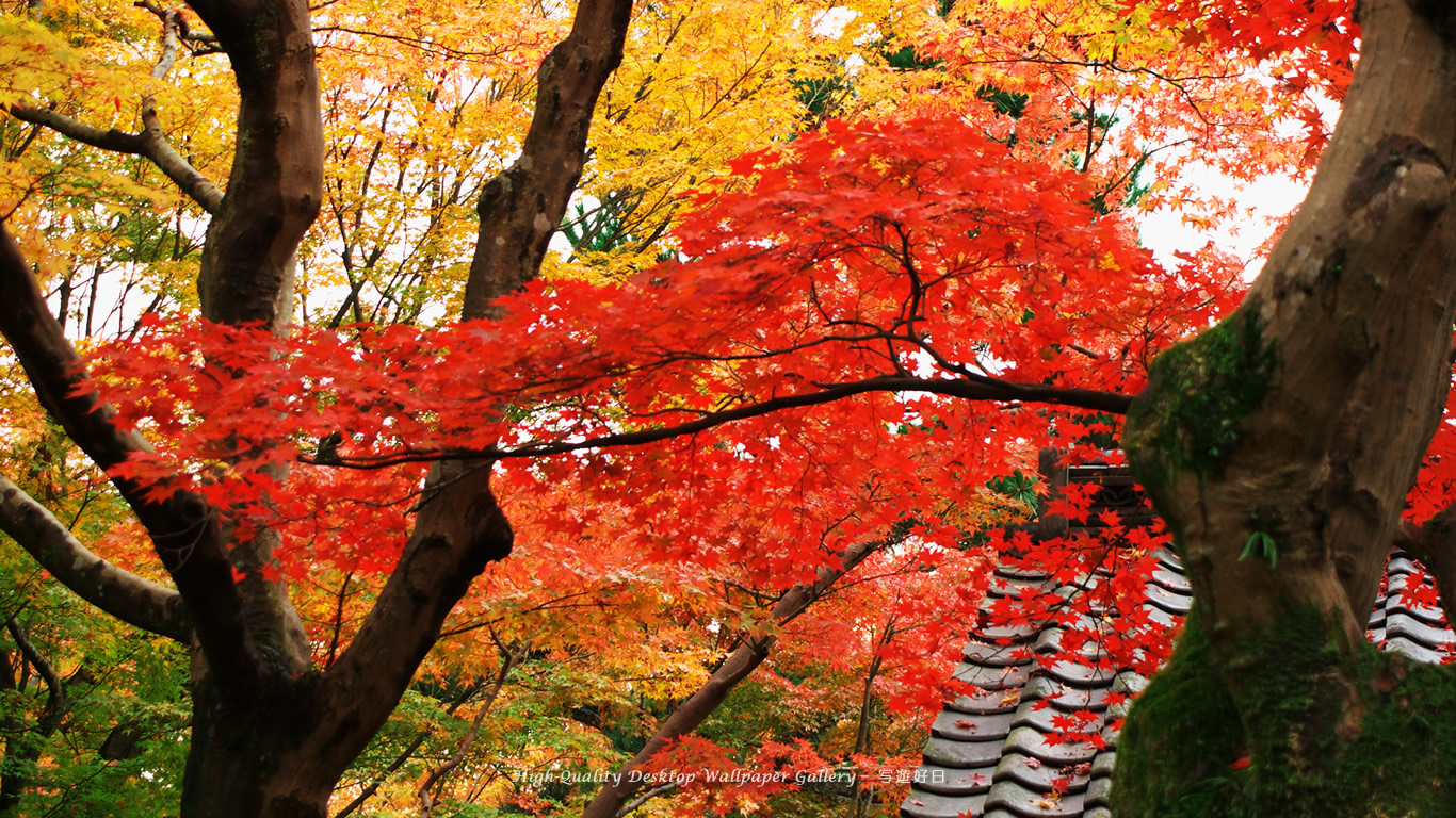 京都の紅葉の壁紙／Wallpaper of Title in Autumn Color in Kyoto (1366×768)