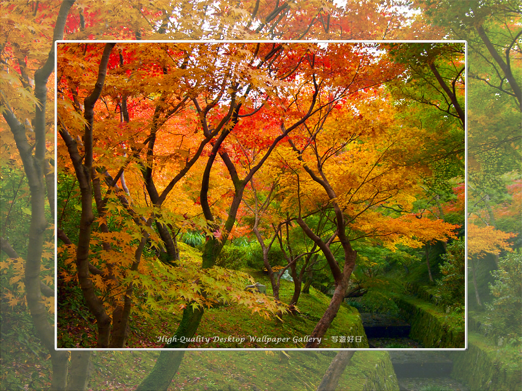 東福寺の紅葉（１）の壁紙／Wallpaper of Kyoto in Autumn (1024×768)