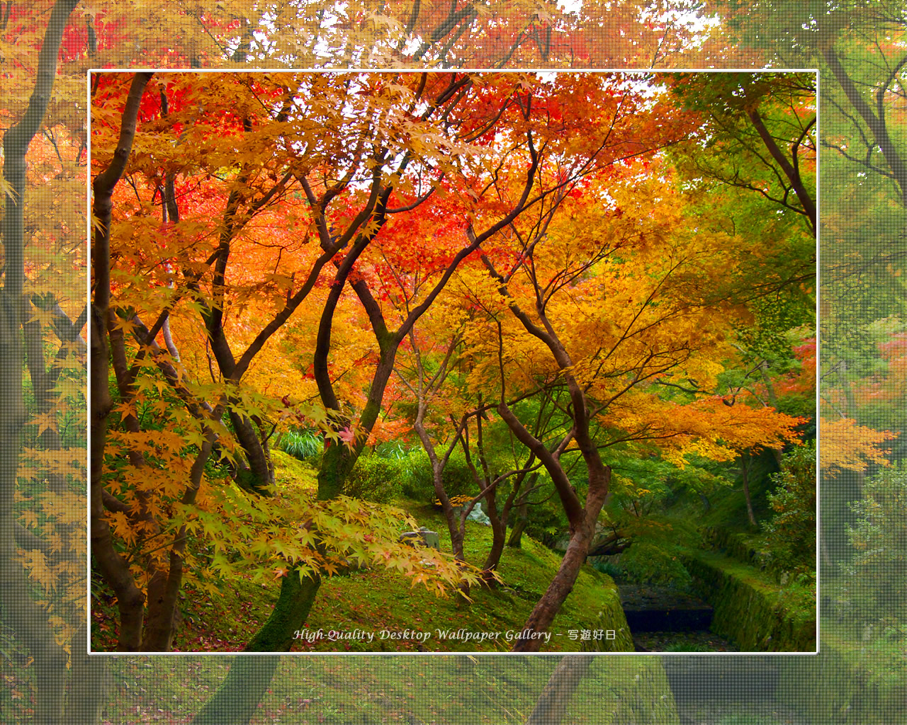 東福寺の紅葉（１）の壁紙／Wallpaper of Kyoto in Autumn (1280×1024)