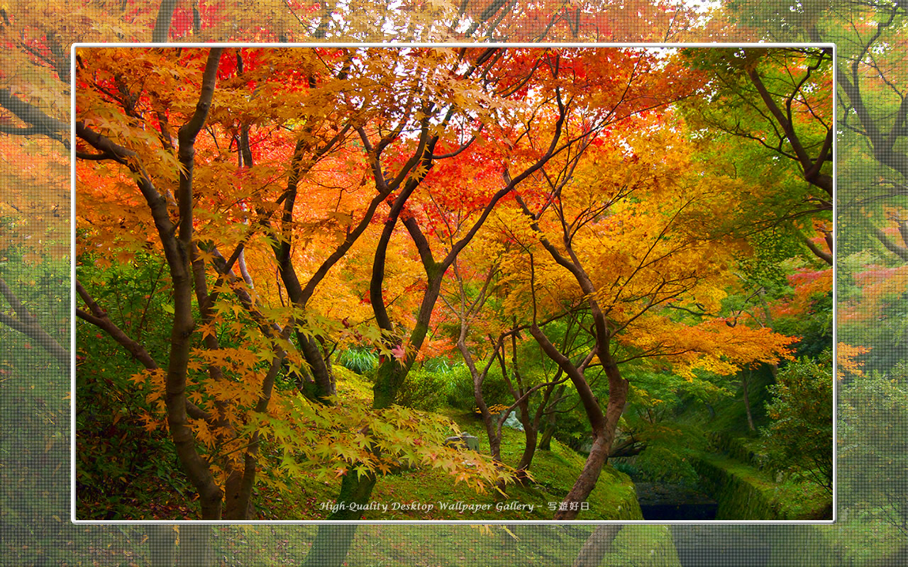 東福寺の紅葉（１）の壁紙／Wallpaper of Kyoto in Autumn (1280×800)