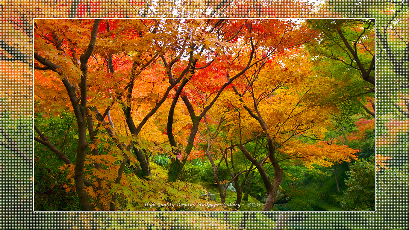 東福寺の紅葉（１）の壁紙／Wallpaper of Title in Kyoto in Autumn (1366×768)