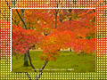 「東福寺の紅葉」のダウンロードページ｜Go to the download page of Autumn in Kyoto (4)