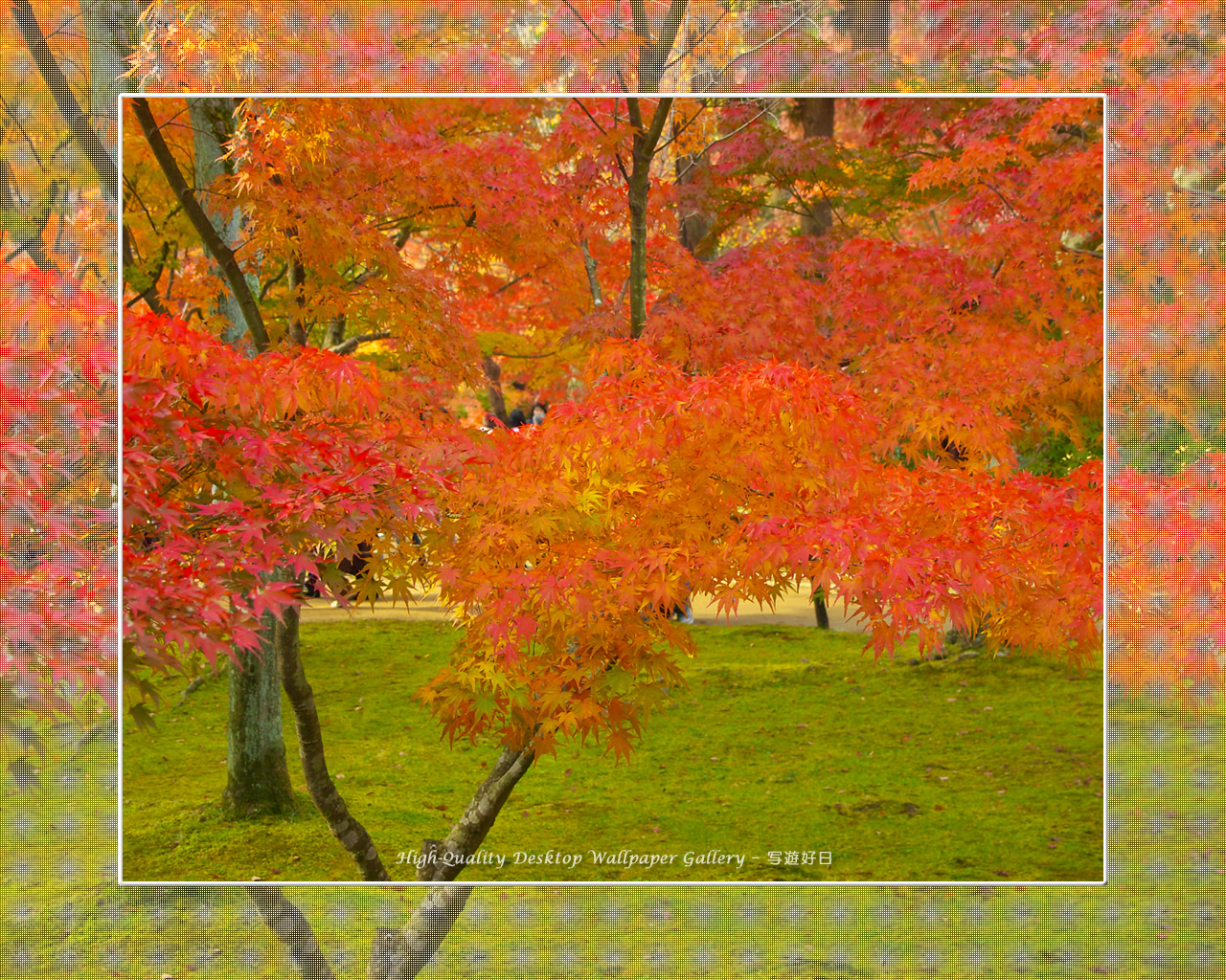 東福寺の紅葉（３）の壁紙／Wallpaper of Kyoto in Autumn (1280×1024)