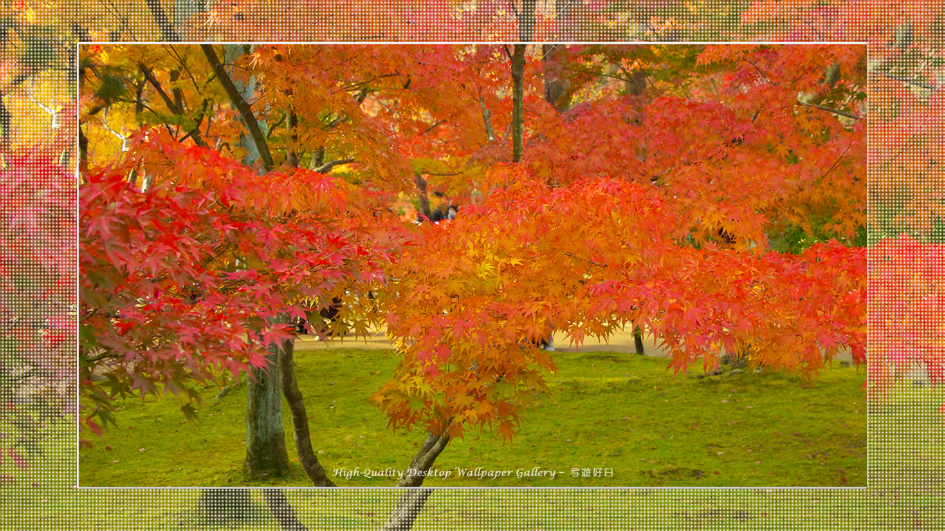 東福寺の紅葉（３）の壁紙／Wallpaper of Title in Kyoto in Autumn (1366×768)