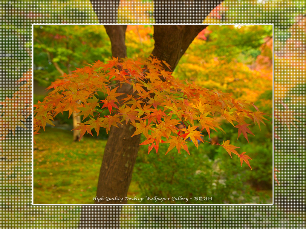 東福寺の紅葉（５）の壁紙／Wallpaper of Kyoto in Autumn (1024×768)