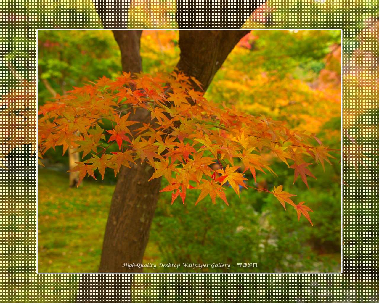 東福寺の紅葉（５）の壁紙／Wallpaper of Kyoto in Autumn (1280×1024)