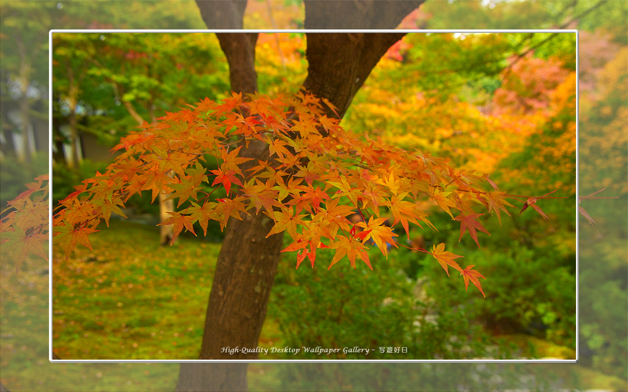 東福寺の紅葉（５）の壁紙／Wallpaper of Kyoto in Autumn (1280×800)