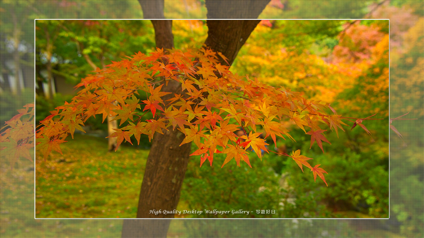 東福寺の紅葉（５）の壁紙／Wallpaper of Title in Kyoto in Autumn (1366×768)