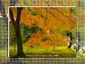 「南禅寺の紅葉」のダウンロードページ｜Go to the download page of Autumn in Kyoto (1)