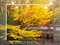 「南禅寺の紅葉」のダウンロードページ｜Go to the download page of Autumn in Kyoto (2)