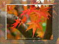 「南禅寺の紅葉」のダウンロードページ｜Go to the download page of Autumn in Kyoto (5)