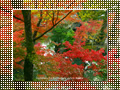 「永観堂の紅葉」のダウンロードページ｜Go to the download page of Autumn in Kyoto (2)