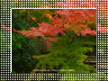 「叶匠壽庵の紅葉」のダウンロードページ｜Go to the download page of Autumn in Kyoto