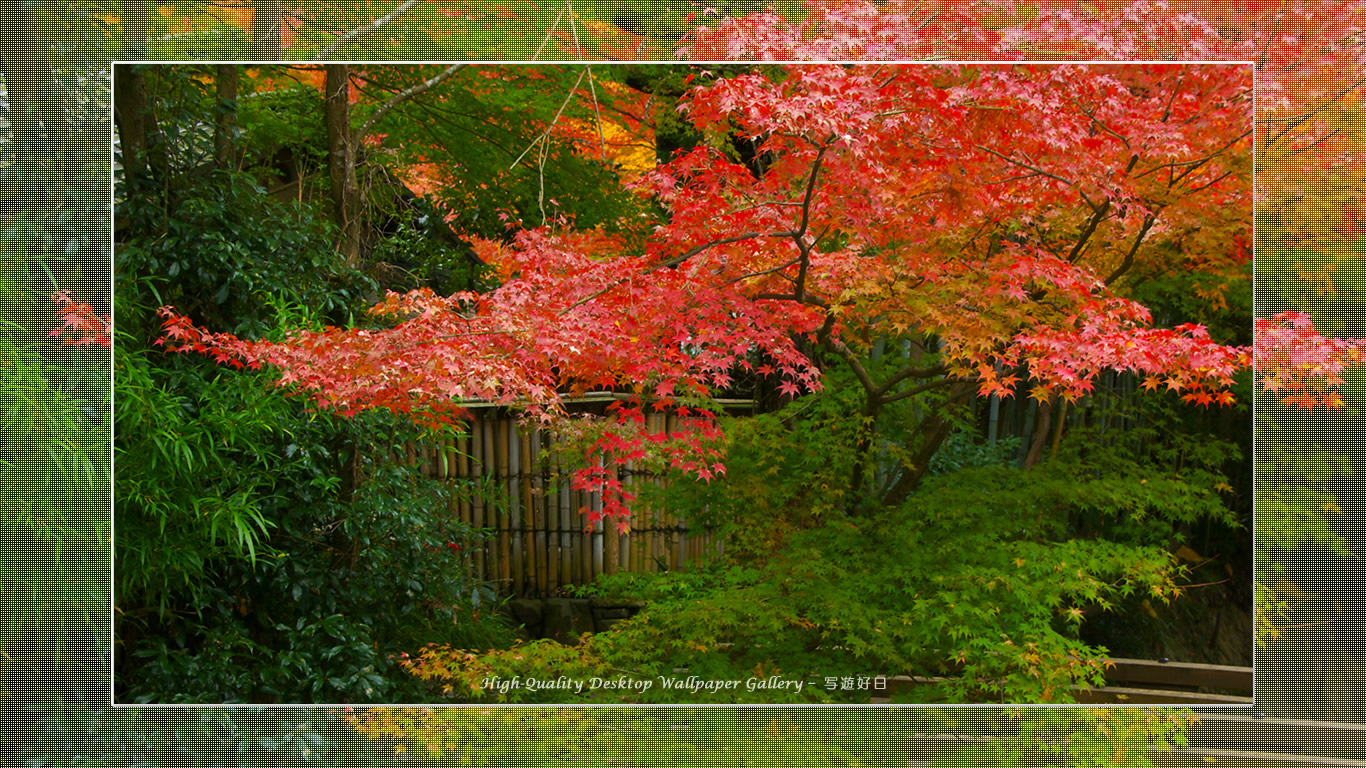 叶匠壽庵（哲学の道）の壁紙／Wallpaper of Title in Kyoto in Autumn (1366×768)