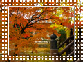 「真如堂の紅葉-1」のダウンロードページ｜Go to the download page of Autumn in Kyoto