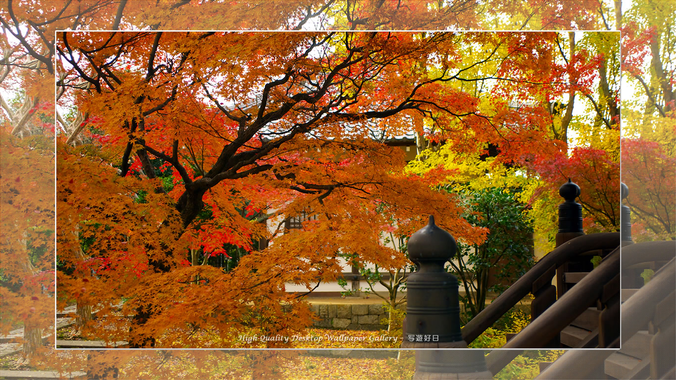 真如堂（１）の壁紙／Wallpaper of Title in Kyoto in Autumn (1366×768)