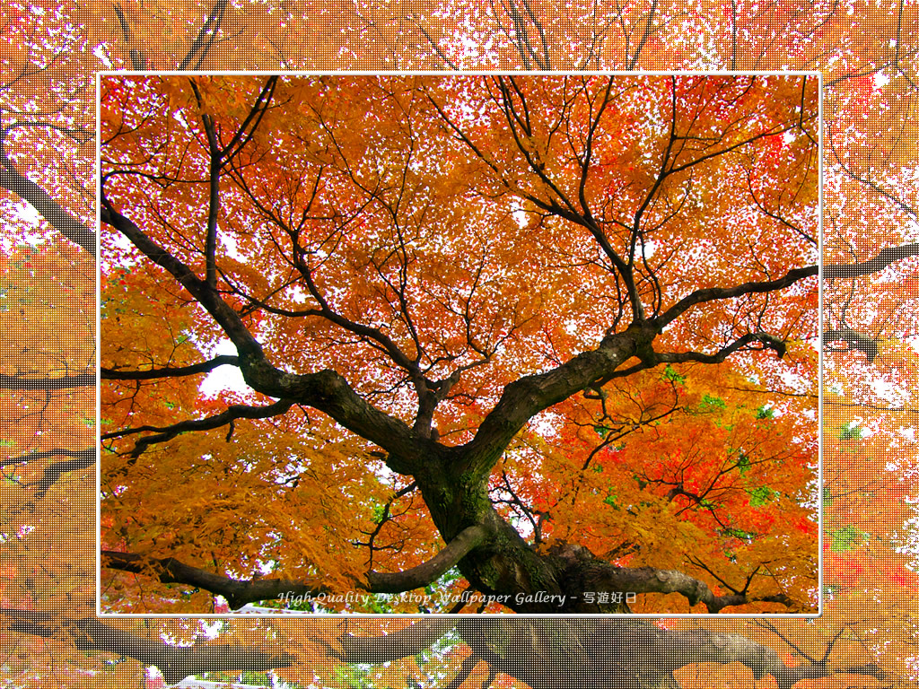 真如堂（２）の壁紙／Wallpaper of Kyoto in Autumn (1024×768)
