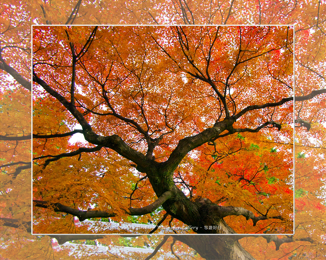 真如堂（２）の壁紙／Wallpaper of Kyoto in Autumn (1280×1024)