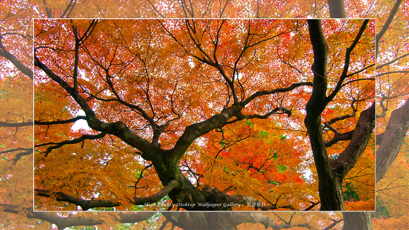 真如堂（２）の壁紙／Wallpaper of Title in Kyoto in Autumn (1366×768)