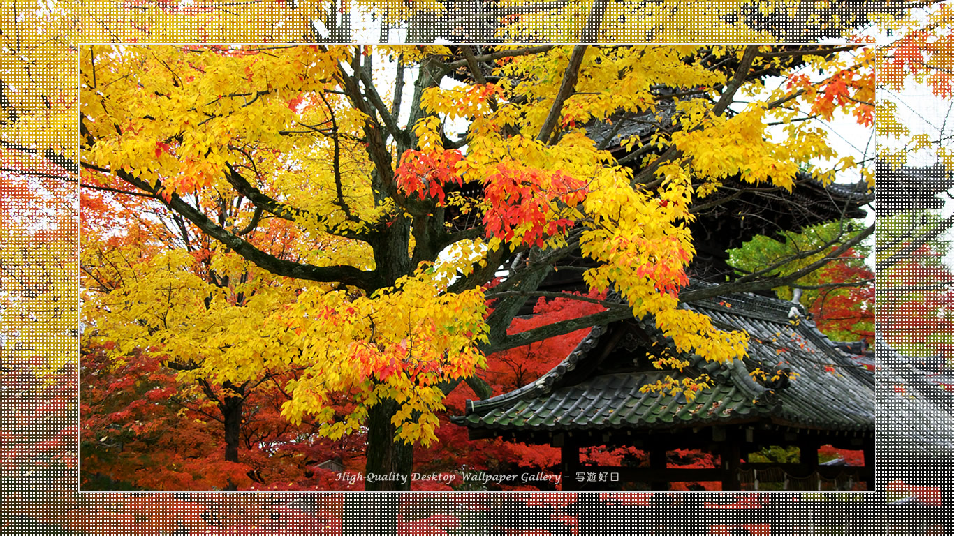 真如堂（３）の壁紙／Wallpaper of Title in Kyoto in Autumn (1366×768)