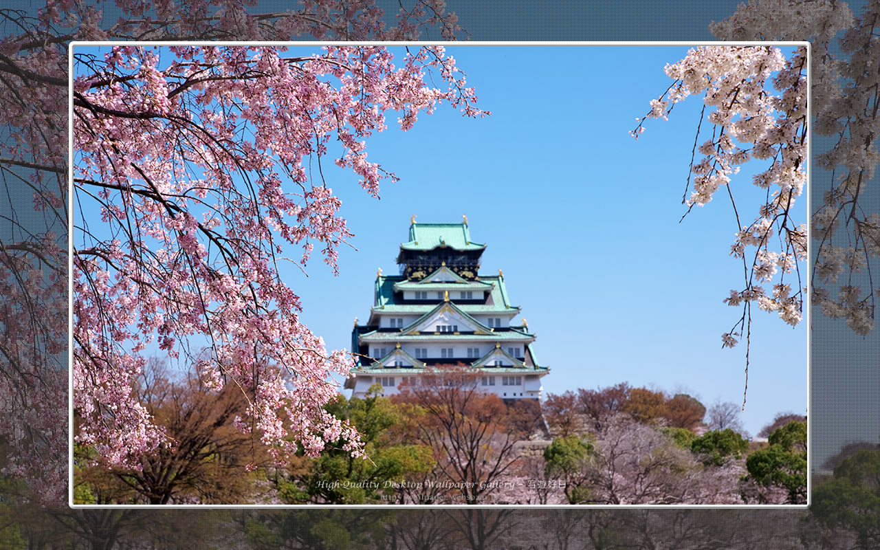 春の大阪城の壁紙／Wallpaper of Osaka Castle in spring (1280×800)