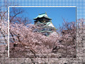 桜と大阪城｜Osaka Castle