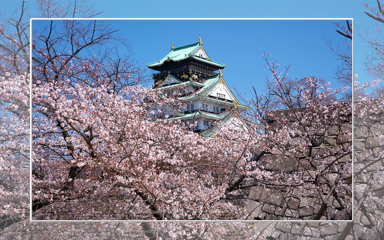 桜と大阪城の壁紙／Wallpaper of Osaka Castle in spring (1280×800)